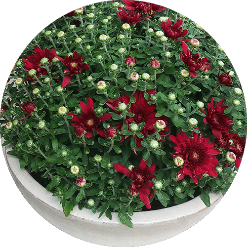 A mum with dark red blooms sitting in a cream pot.